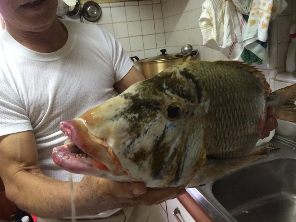 作り手が釣った75cmのタマン